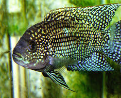 Cichlid