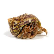 Hermit Crab- Ruggie