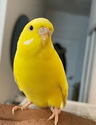 Budgie
