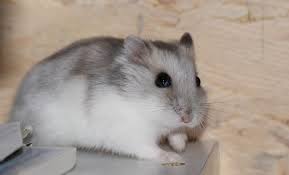 Russian Dwarf Hamster