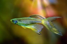 Danio Fish