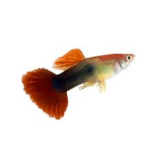 Guppy