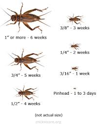 Crickets 5 Weeks (3/4")