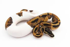 Ball Python