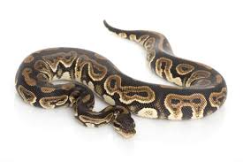 Ball Python