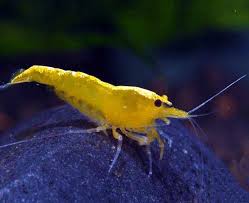 Shrimp- Neocaridina