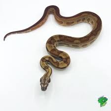 Boa Constrictor