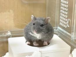 Russian Dwarf Hamster