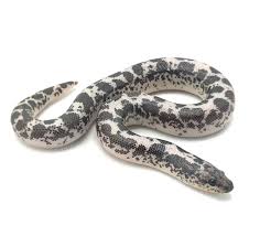 Kenyan Sand Boa