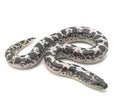 Kenyan Sand Boa