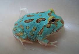 Pacman Frog
