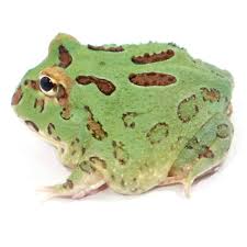 Pacman Frog