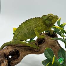 Chameleon