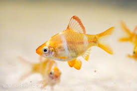 Barb Fish