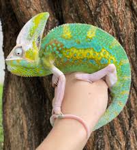 Chameleon