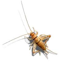 Crickets 3 Weeks (3/8")