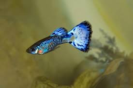 Guppy