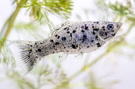 Molly Fish