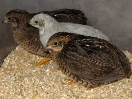 Button Quail