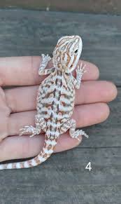 Bearded Dragon