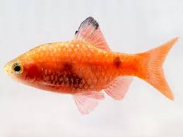 Barb Fish