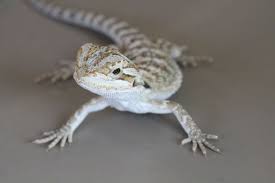 Bearded Dragon