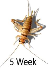 Crickets 5 Weeks (3/4")