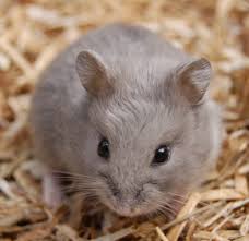 Russian Dwarf Hamster