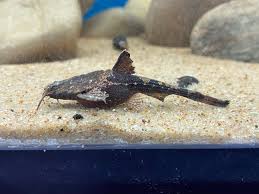 Catfish