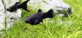 Molly Fish