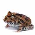 Pacman Frog