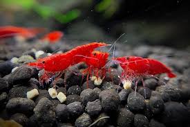 Shrimp- Neocaridina