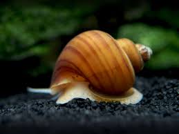 Snail