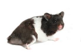 Hamster- Regular