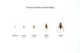 Crickets 4 Weeks (1/2")