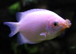 Gourami Fish