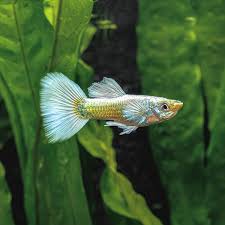 Guppy