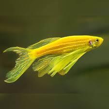 Danio Fish