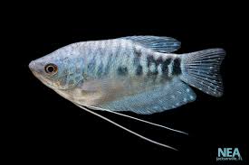 Gourami Fish