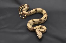 Boa Constrictor