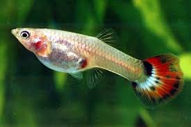 Guppy