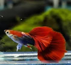 Guppy