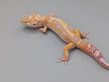 Leopard Gecko