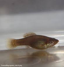 Molly Fish