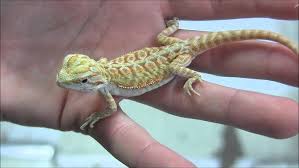 Bearded Dragon