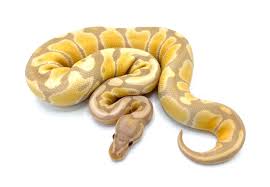 Ball Python