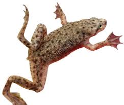 African Dwarf Frog