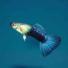 Guppy