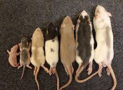 Frozen Feeder Rats