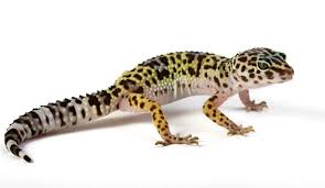Leopard Gecko